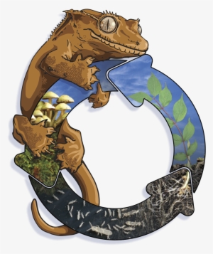 bioactive crested gecko kit