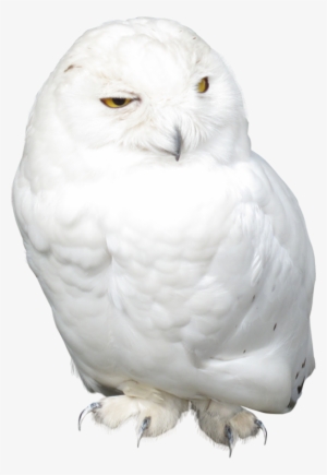 White Owl Png Png Images Png Cliparts Free Download On Seekpng