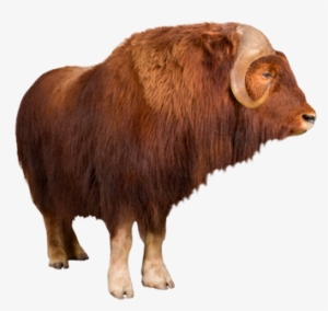 Muskox - Musk Ox Png PNG Image | Transparent PNG Free Download on SeekPNG