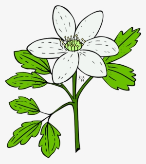 Flowers Vector - Flowering Plant Clipart PNG Image | Transparent PNG ...