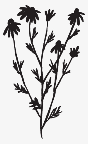 Download Bouquet Vector Daisies - Oxeye Daisy | Transparent PNG ...