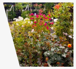 A To Z Supply - B & C Ace Home & Garden Center PNG Image | Transparent