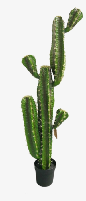 Free Png Cactus Png Images Transparent - Cactus Transparent PNG Image ...