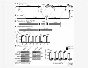 The Targeting Vector That Was Used Is Shown In - Fig.1 PNG Image ...