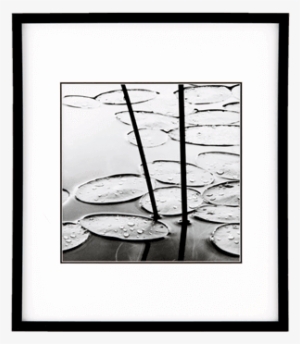 Black And White Cartoon Frog On A Lily Pad Clip Art Frog On Lily Pad Template Png Image Transparent Png Free Download On Seekpng