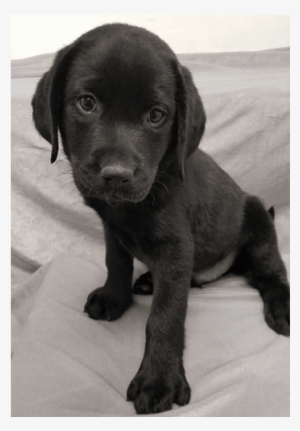 teacup chocolate lab