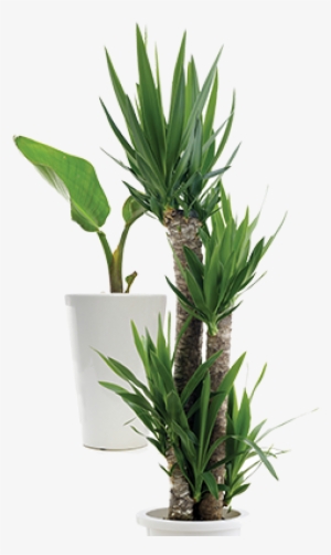 Office Plant Png Download - Plants PNG Image | Transparent PNG Free ...