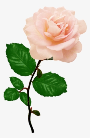 Single Rose Png Picture - Single Pink Rose Png PNG Image | Transparent PNG Free Download on SeekPNG