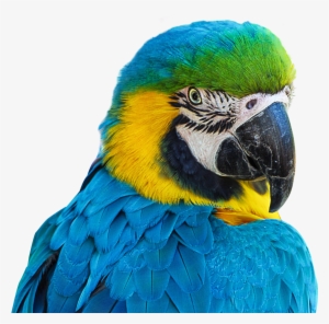 Blue Parrot Macaw Png Png Image Transparent Png Free Download On Seekpng