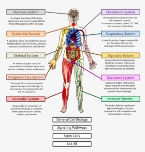Body Systems - Human PNG Image | Transparent PNG Free Download on SeekPNG