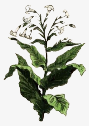 Tobacco Plant Png Png Transparent - Tobacco Plant Png Clipart PNG Image ...