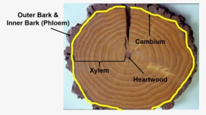 The Ring Of Phloem Is A Component Of The Bark - Girdling PNG Image ...