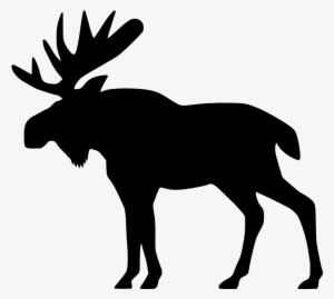 abercrombie & fitch moose