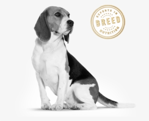 royal canin beagle