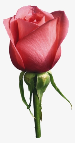 Related Wallpapers - Rose Psd PNG Image | Transparent PNG Free Download