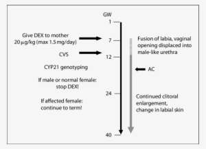 Protocol For Prenatal Treatment Of Cah - Diagram PNG Image ...