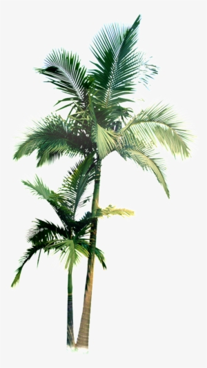 Two High And Low Sized Coconut Trees Transparent Plant Palmier Photoshop Png Image Transparent Png Free Download On Seekpng