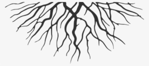 Taking Root - Roots Png PNG Image | Transparent PNG Free Download on ...
