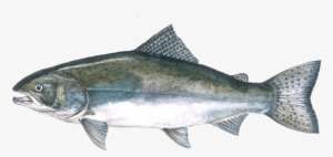 Chinook Salmon - Chinook Salmon Png PNG Image | Transparent PNG Free ...
