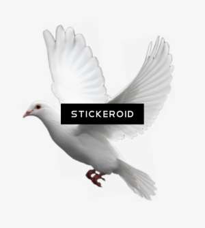 Featured image of post Cartoon Bird Flying Gif Png