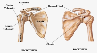 Bones Joints Of The Shoulder Shoulderdoc By Prof Blank ...