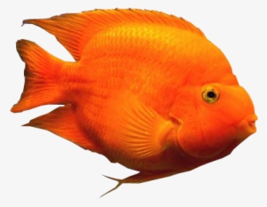 parrot fish tropical