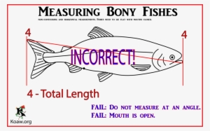Incorrect Fish Ruler Measuring Fishes Incorrect - Measurement PNG Image | Transparent PNG ...