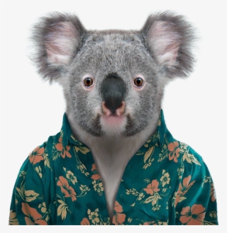 Koala Png Png Images Png Cliparts Free Download On Seekpng