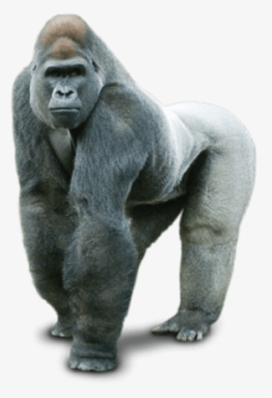 Gorilla Png PNG Images | PNG Cliparts Free Download on SeekPNG