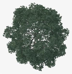 Pin By Diamond Cappy On Rendering Tree Plan View Png Png Image Transparent Png Free Download On Seekpng