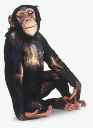 Free Monkey, Animal 2, Chimpanzee, Primates, Animals - Monkey Png PNG ...