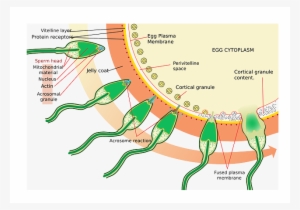 Science, Diagram, Egg, Medical, Biology, Sperm - Reaccion Acrosomal PNG ...