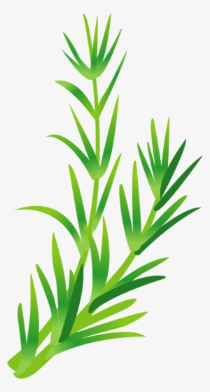Image Free Leaf Vegetable Illustration Green Leaves Plantas Ornamentales Animadas Con Nombre Png Image Transparent Png Free Download On Seekpng