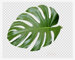 Tropical Plant Leaves Clipart Swiss Cheese Plant Tropics Aesthetic Green Palm Leaf Png Image Transparent Png Free Download On Seekpng