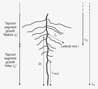 Schematic Representation Of A Distal Taproot Segment - Diagram PNG ...