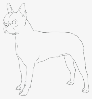 Boston Terrier Puppies Page Coloring Pages
