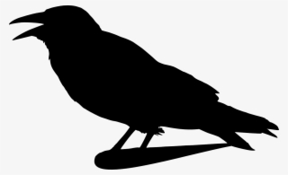 Crow Raven Silhouette Isolated Bird Black - Crow Clip Art PNG Image ...