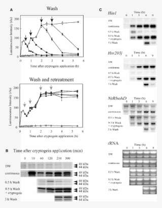 Prolonged A O A 2 Generation Activation Of Mapks And Png Image Transparent Png Free Download On Seekpng