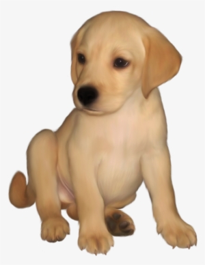 small yellow lab