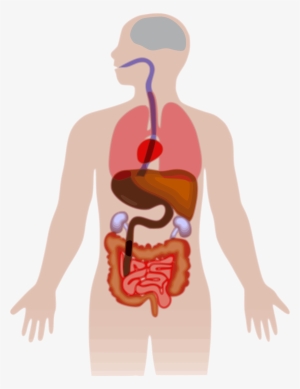 Human Body Silhouette Vector Com Free Human Body Organs Clipart Png Image Transparent Png Free Download On Seekpng