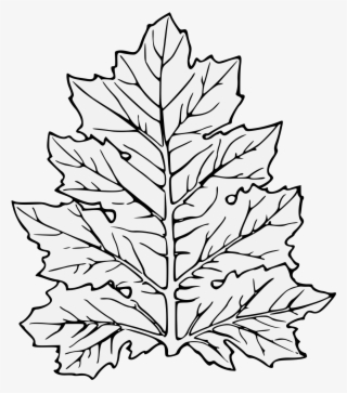 Acanthus Leaf - Leaf Clip Art PNG Image | Transparent PNG Free Download