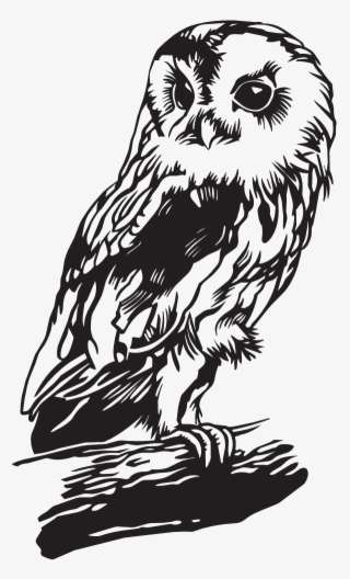 Download Dc13076 Harry Potter Owl Vinyl Png Image Transparent Png Free Download On Seekpng