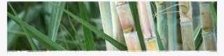 Cad Web Sugarcane 1800×600 - Sugarcane Meaning In Hindi PNG Image