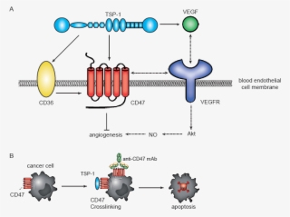 Anti Angiogenic And Direct Anti Cancer Effects Mediated ...