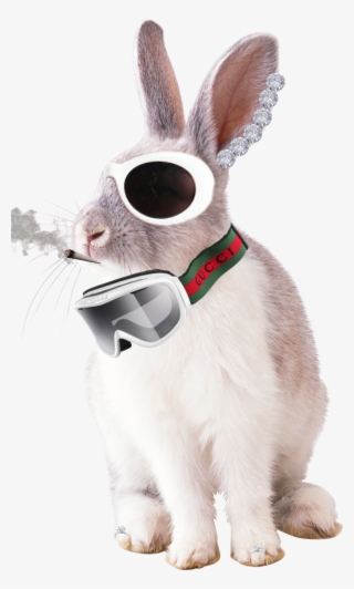 Damn Rabbits Damn - White Rabbit Image Png PNG Image | Transparent PNG Free Download ...