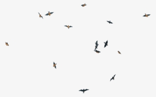Free Png Download Flying Birds Transpareng Png Images - Transparent Fly ...
