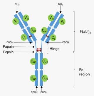 Schematic Structure Of An Antibody - Diagram PNG Image | Transparent ...