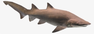 Sand Tiger Shark Sand Tiger Shark Figurine PNG Image Transparent sand-tiger-shark-sand-tiger-shark-figurine-png-image-transparent