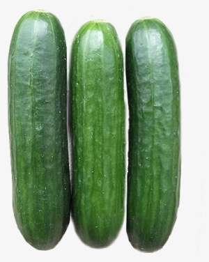 Suttons Seeds Cucumber Emilie F1 Hybrid Seeds | Mole Online