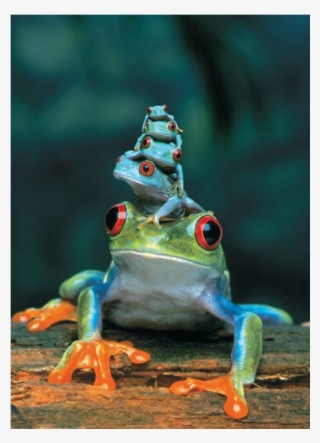 Red-eyed Tree Frog - Red Eyed Tree Frog